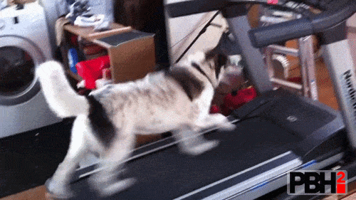 Husky On A Treadmill