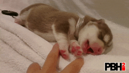 Tiny Husky Puppy