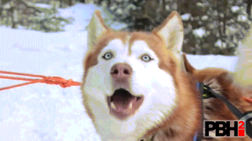 Husky GIFs In The Snow