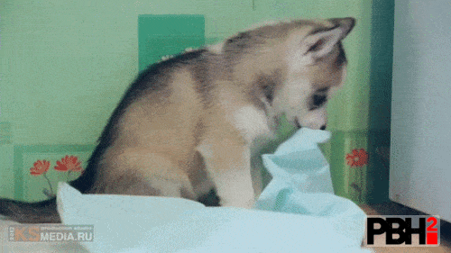 Husky Chews On Blanket