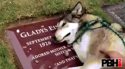 Husky At His Owners Grave