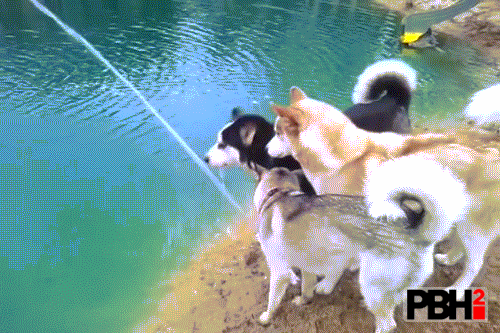 Husky GIFs Fishing