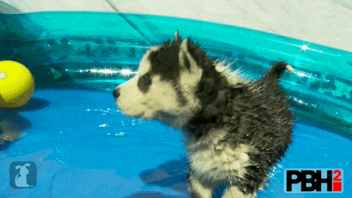 Husky GIFs Going For A Swim