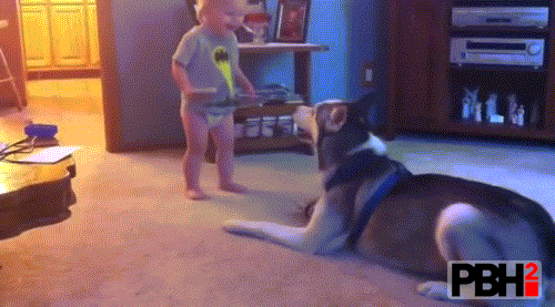 Husky Plays With Baby