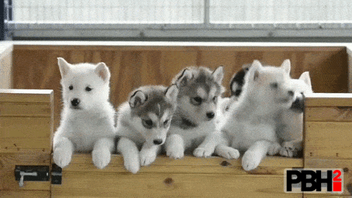 Adorable Husky Puppies GIF