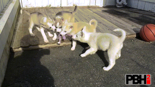 Husky Puppies Fighting