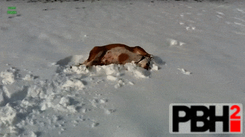 Bulldog GIFs In The Snow