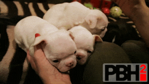 Bulldog Puppies GIFs