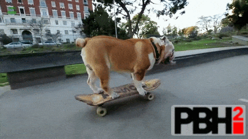 Skateboarding Bull Dog