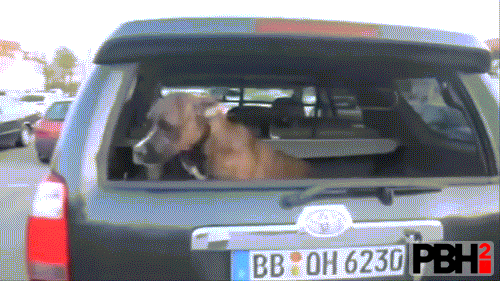 This Dog Who Can't Stay In The Car