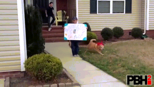 This Dog Who Wants To Welcome His Owner Before Everyone