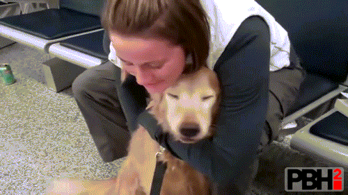 This Golden Retriever Who Has Come To Receive His Owner At Airport