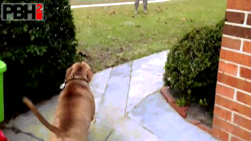This Dog Who Is So Happy To See His Owner After A Long Time