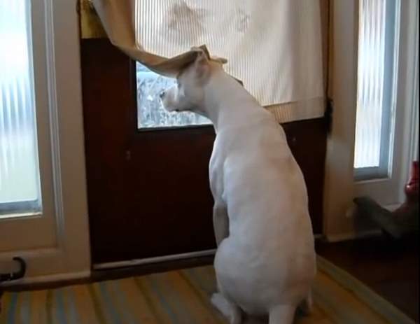 Dogs Welcoming Home Soldiers