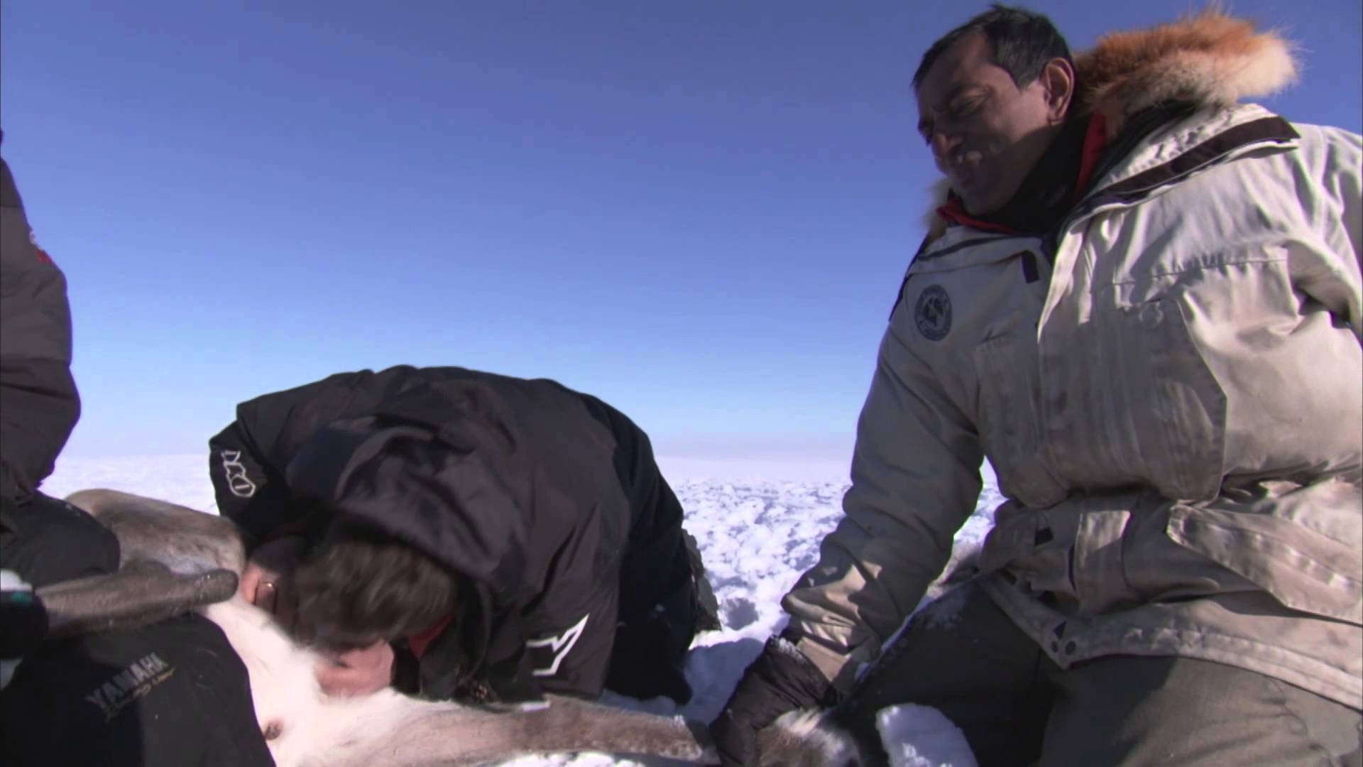 So Apparently Biting Testicles Off A Reindeer Is An Age-Old Practice