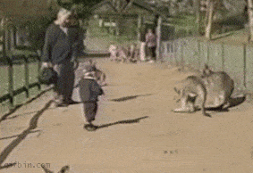 Little Kid Versus Kangaroo