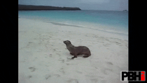 Even Seals hate Mondays
