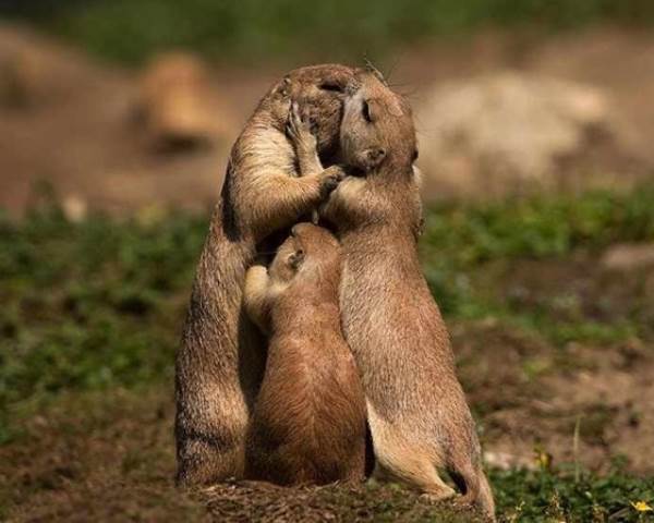 Animal Families Hug