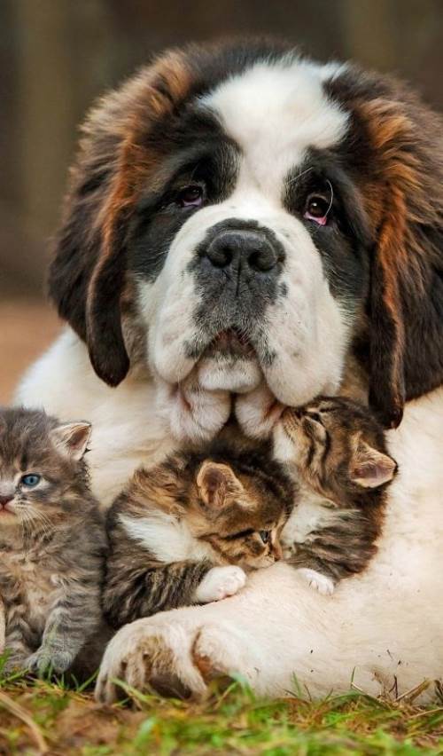 Animal Families