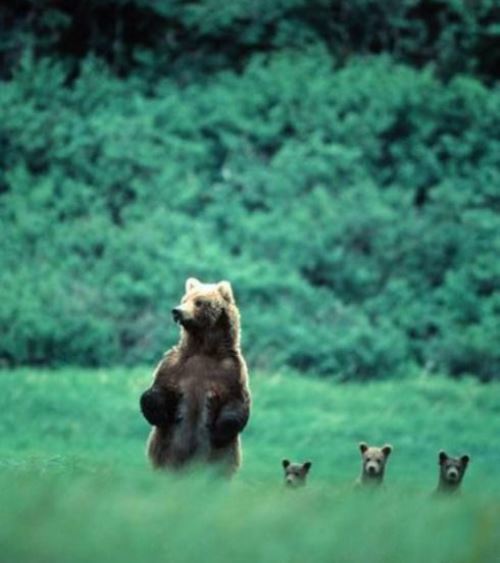 Bear Family