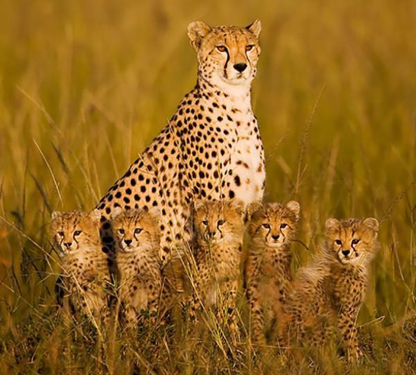 Cheetah Family