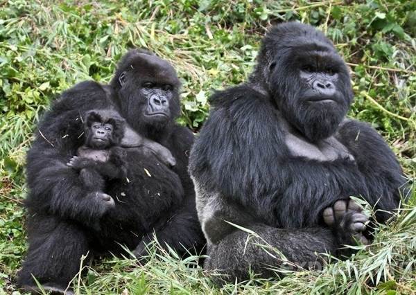 Cute Animal Families Gorillas