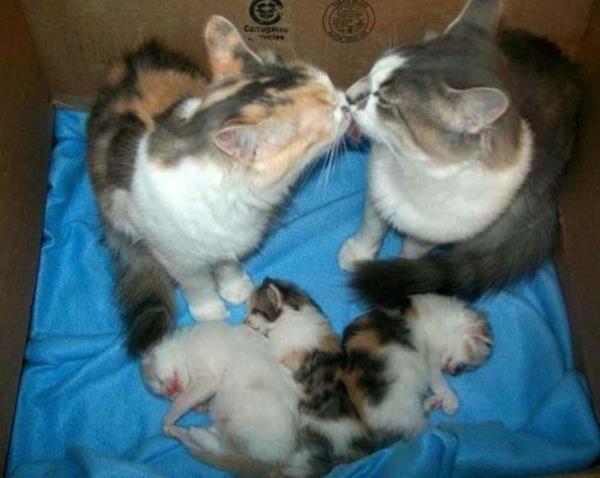 Cute Cat Family
