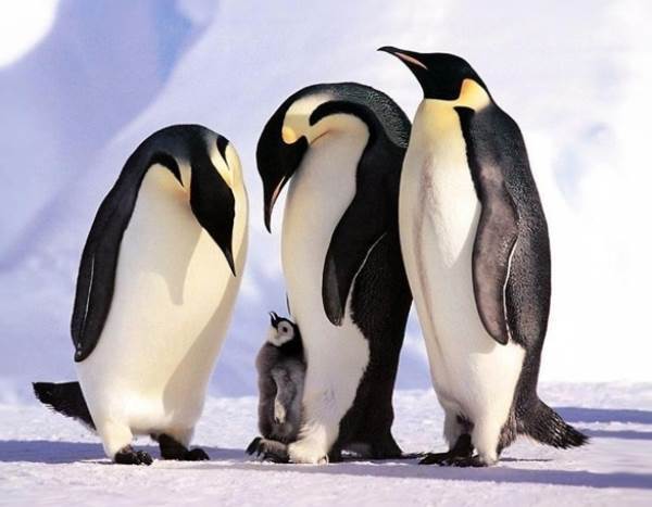 Cutest Animal Families