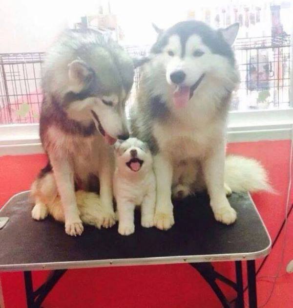 Husky Family