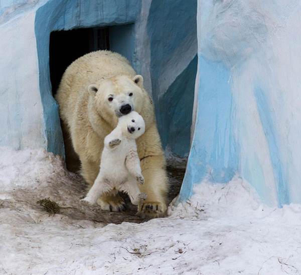 Polar Bear Family