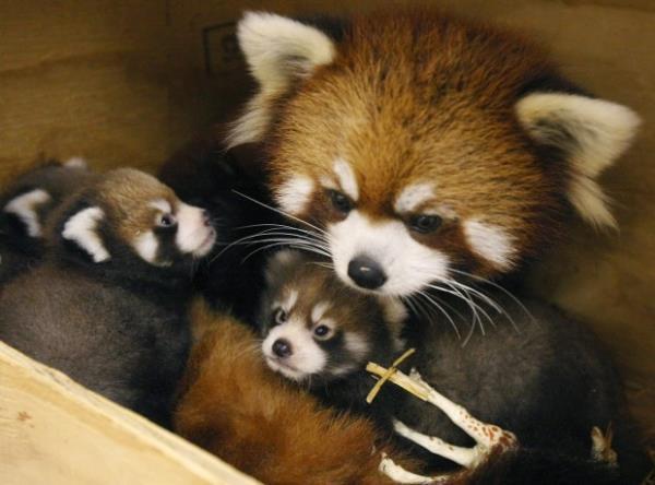 The Cutest Animal Families Captured In Photographs