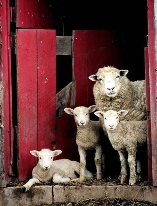 The Cutest Animal Families Captured In Photographs
