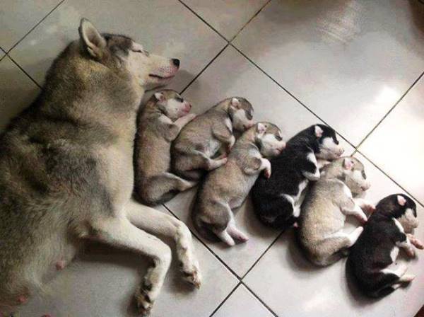 Sleeping Animal Families