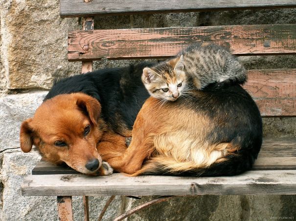 Cat Laying On Dog
