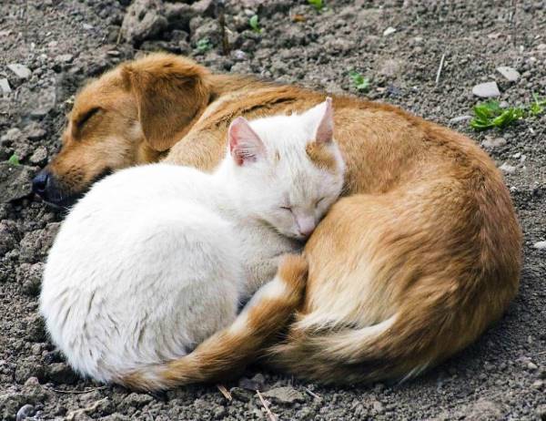 Cuddling