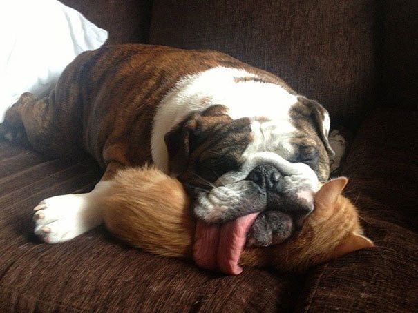 Cute Animals Sleeping Pillows