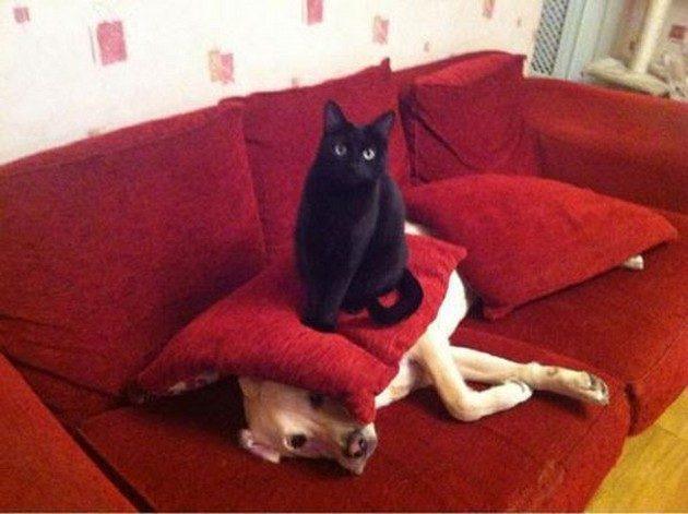 Funny Cat Pictures