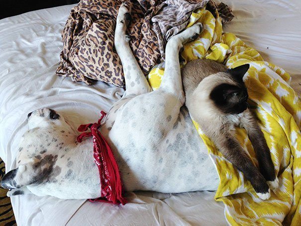 Funny Dog Pictures
