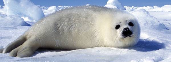 Arctic Harp Seal