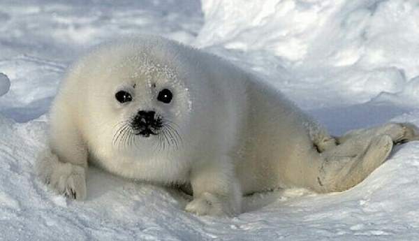 Baby Harp Seal Pictures