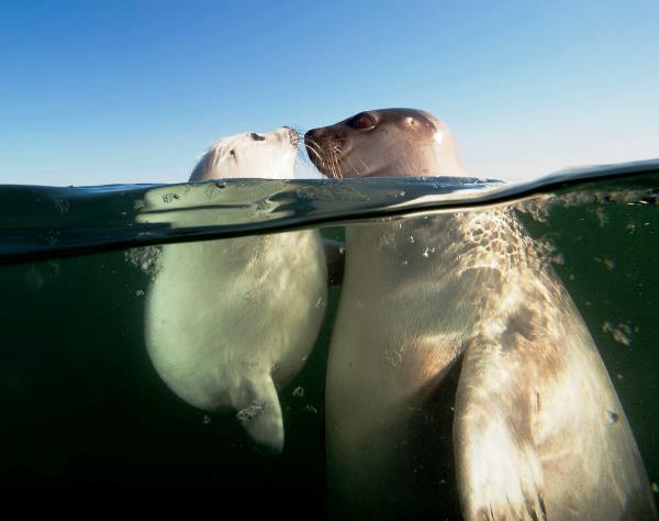 Baby Harp Seal Under Water