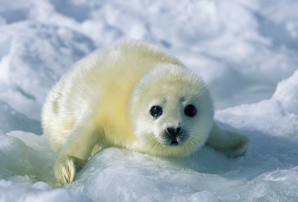 Baby Harp Seal