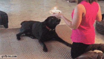 Birthday Cake Rejected GIFs