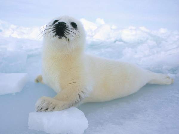 Cute Harp Seal Photos