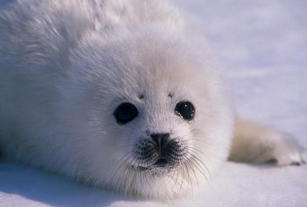 Cute Harp Seal Pictures