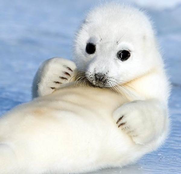 Cute Harp Seal
