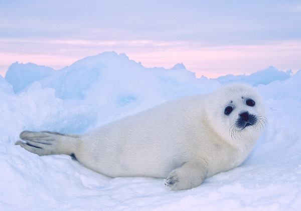 Funny Harpseal