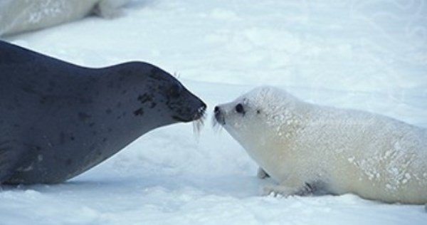Harp Seal Family