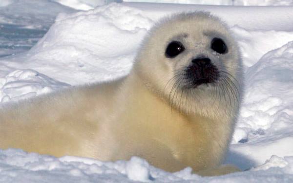 Harp Seal Photographs