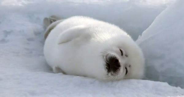 Harp Seal Photos